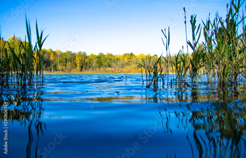 Sunny morning. Autumn forest near the blue lake. Low angle view with reeds in the foreground.