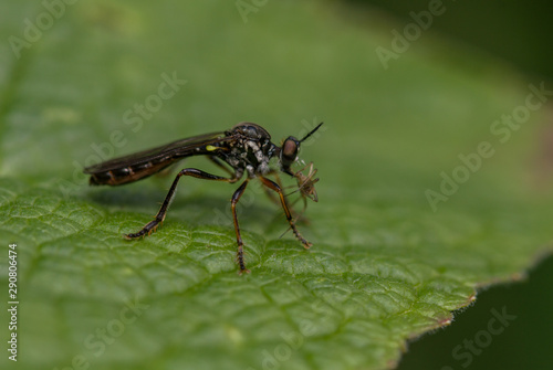 Stripe-legged Robberfly (Dioctrya baumhaueri) © Mark