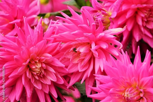Beautiful dahlia flower in a botanical garden in summer