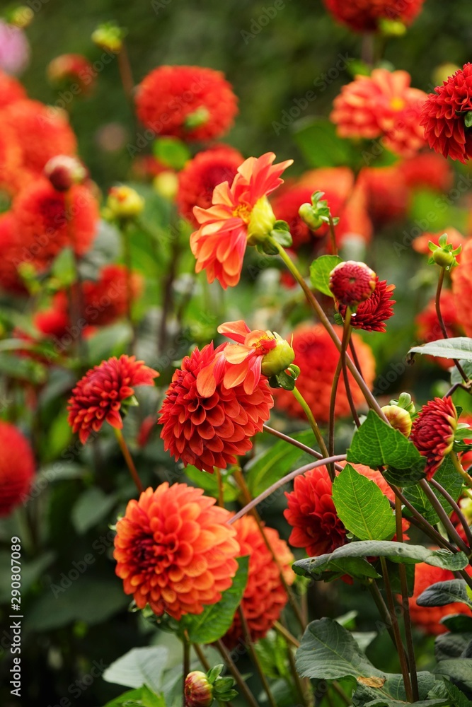 Beautiful dahlia flower in a botanical garden in summer