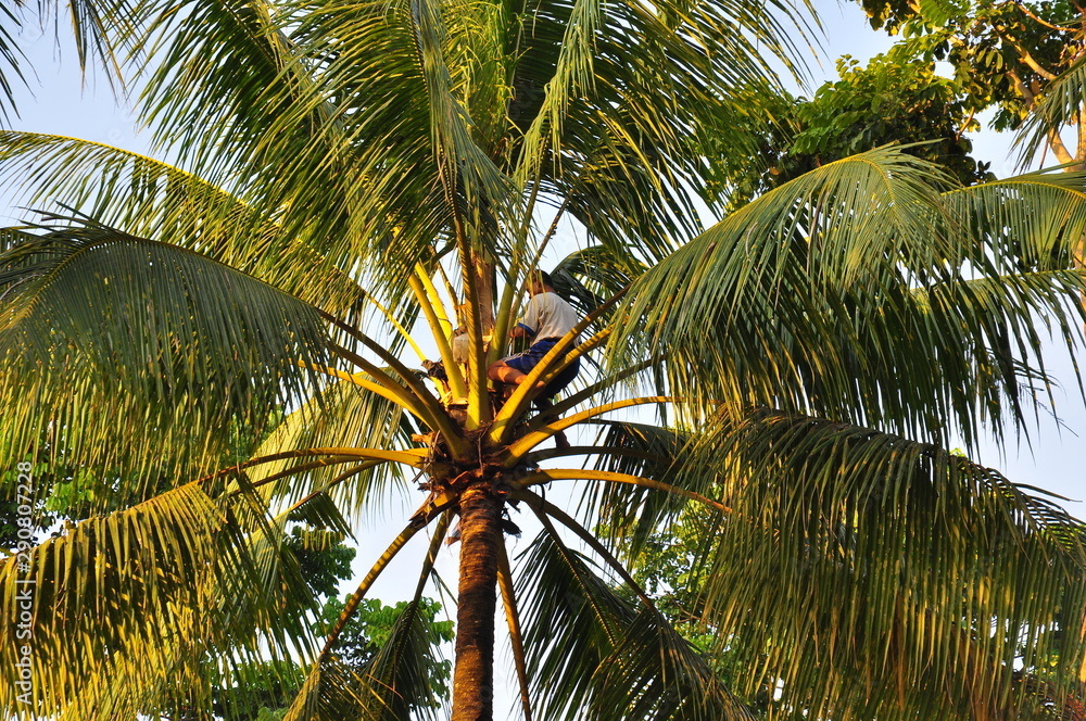 Obraz premium coconut tree