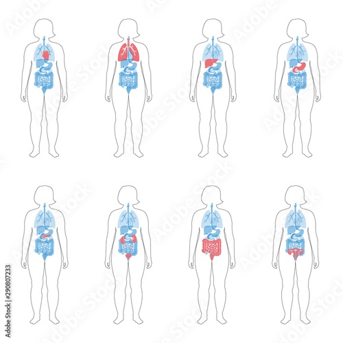 internal organs in obese female body