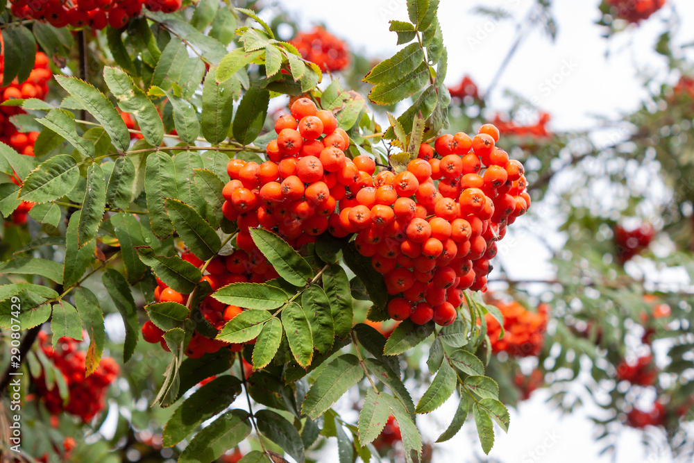 A ripe bunch of red viburnum on a branch with green and yellow leaves