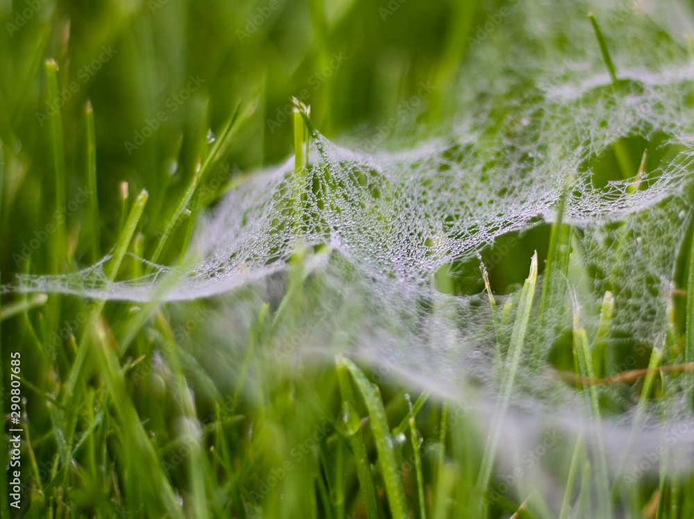 Cob webs on grass in the early morning Cob webs on grass in the early morning
