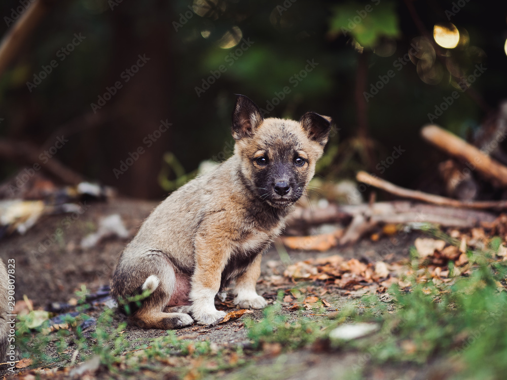 Lonely homeless puppy on the street Lonely homeless puppy on the street