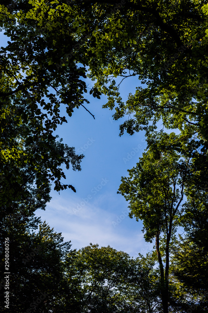 Obraz premium Forêt Inimitable