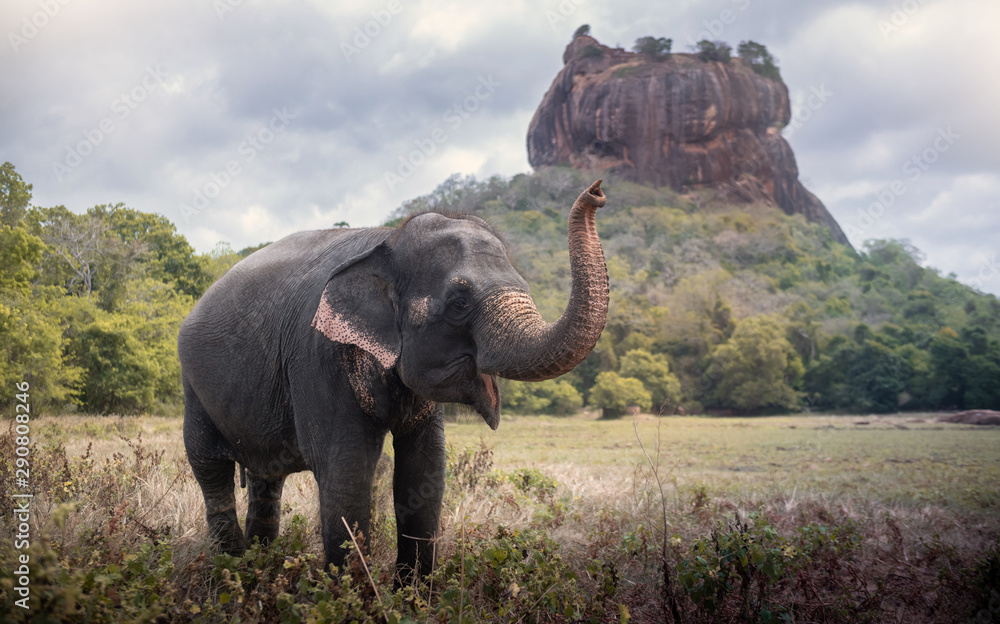 Fototapeta Elephant near Sigiriya lion rock fortress in Sigiriya, Sri Lanka