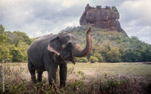 Konstfotografi Elephant near Sigiriya lion rock fortress in Sigiriya, Sri Lanka