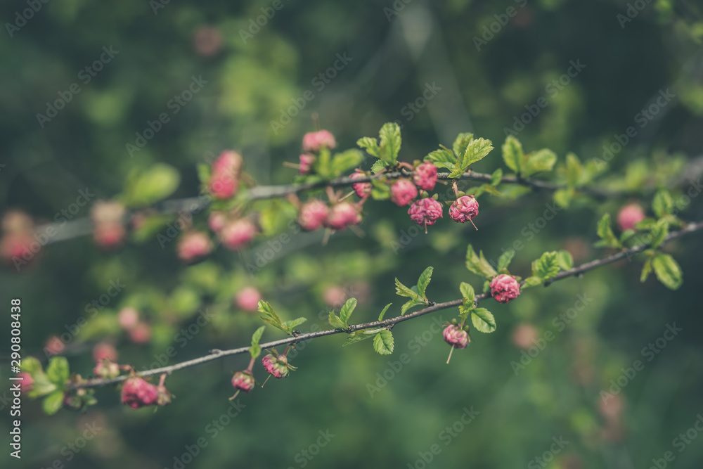 branch of a tree branch of a tree