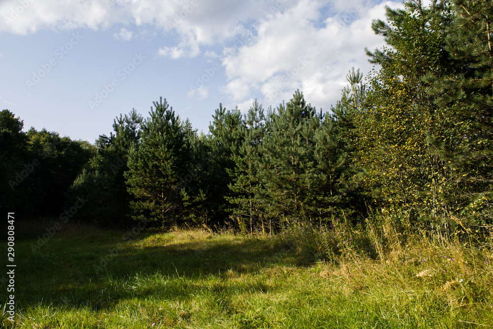 landscape with trees and blue sky landscape with trees and blue sky