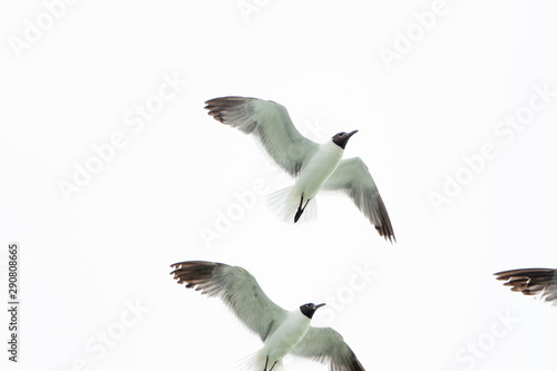 Group of seagulls flying