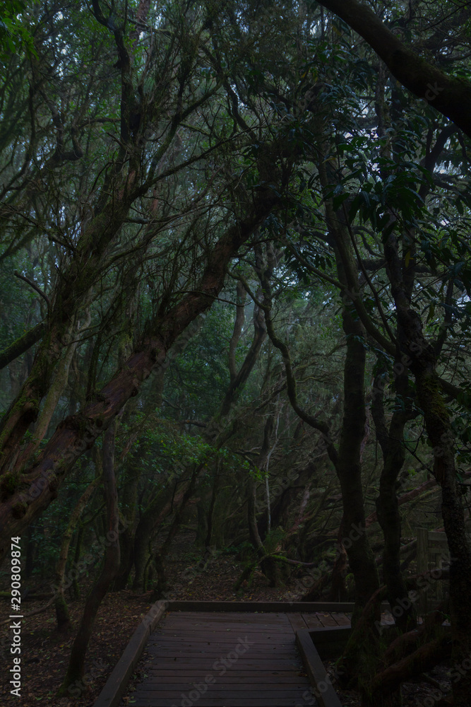 Naklejka premium Secret Forest