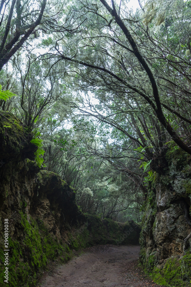 Obraz premium Forêt disparue