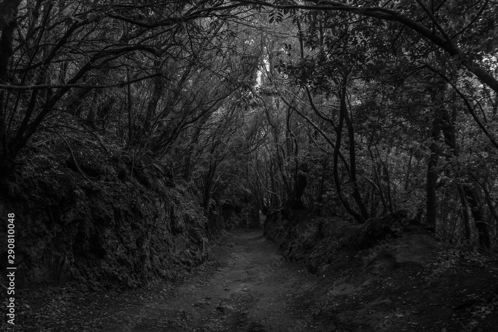 Naklejka premium Forêt disparue