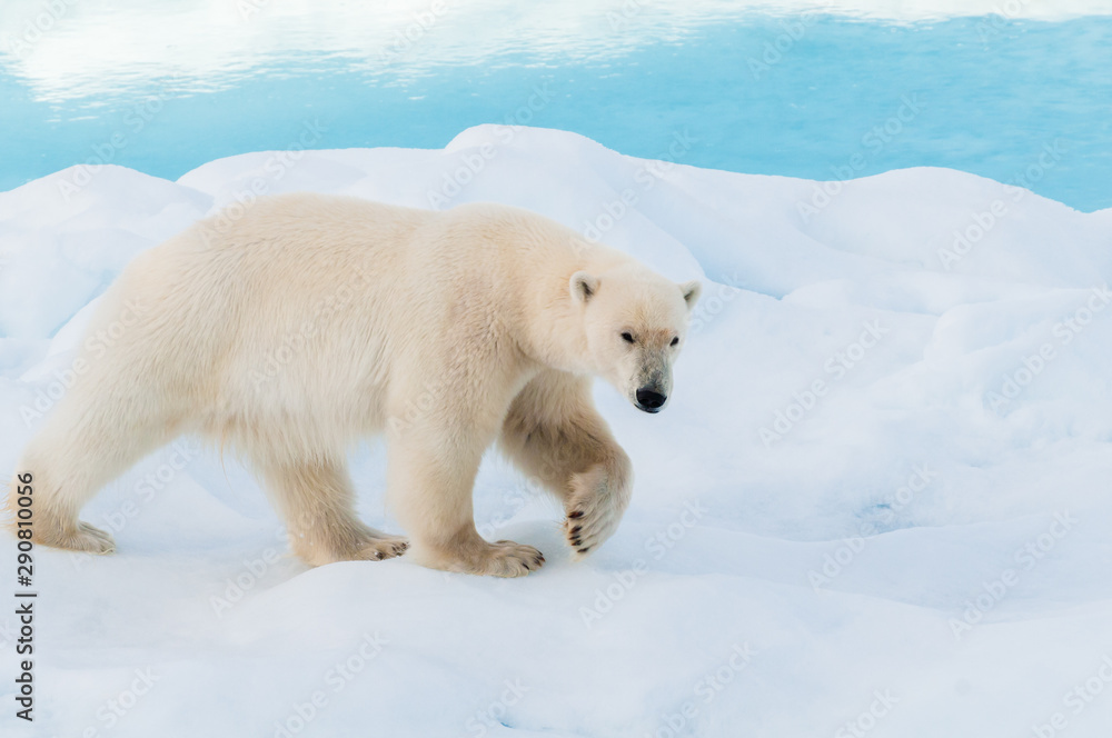 Large polar bear walking on the ice pack in the Arctic Circle, Barentsoya, Svalbard, Norway Large polar bear walking on the ice pack in the Arctic Circle, Barentsoya, Svalbard, Norway