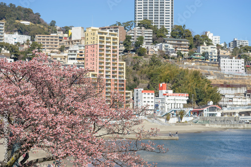 熱海サンビーチの熱海桜