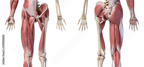 Human male anatomy, limbs and hip muscular and skeletal systems, front and back views.