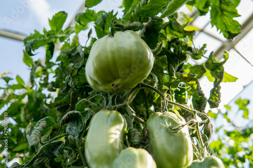 Delicious green tomatoes hanging on a branch in a greenhouse. Summertime in Österlen, Sweden. Harvest.