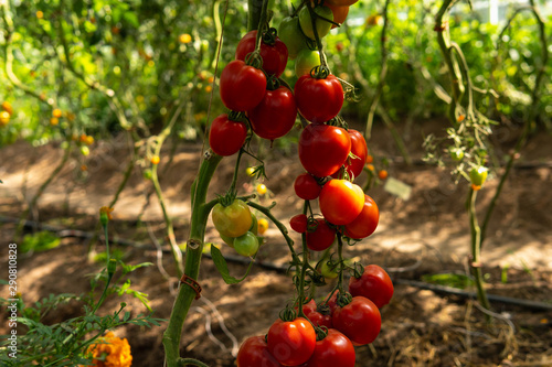 Delicious red tomatoes hanging on branches. Summertime in Österlen, Sweden.