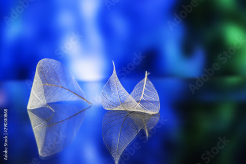 Transparent white leaves