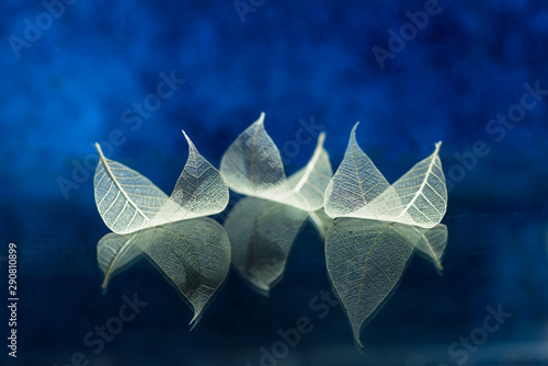 Transparent white leaves