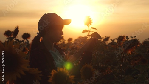 farmer man working with a tablet in a sunflower field in the sunset light. agronomist studies the crop of a sunflower. concept of farming and agriculture.