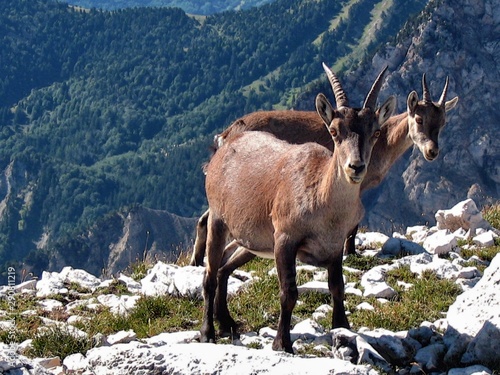 Jeunes bouquetins au Grand Veymont, point culminant du massif du Vercors