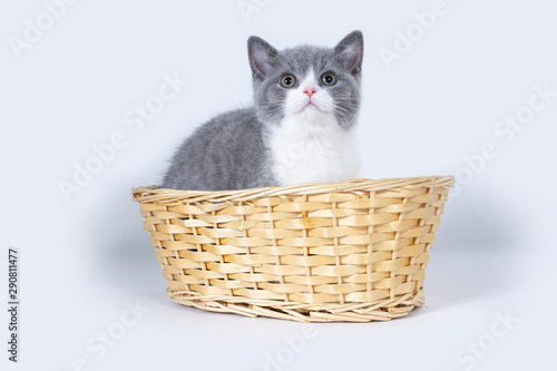 A grey bicolor British kitten sits in wicker basket and looks to the top.