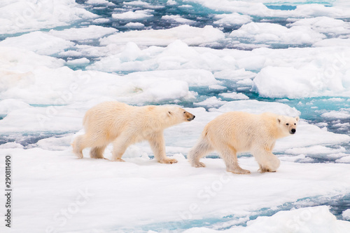 Polar bear cubs walking on the ice pack in the Arctic Circle, Barentsoya, Svalbard, Norway