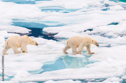 Polar bear cubs walking on the ice pack in the Arctic Circle, Barentsoya, Svalbard, Norway