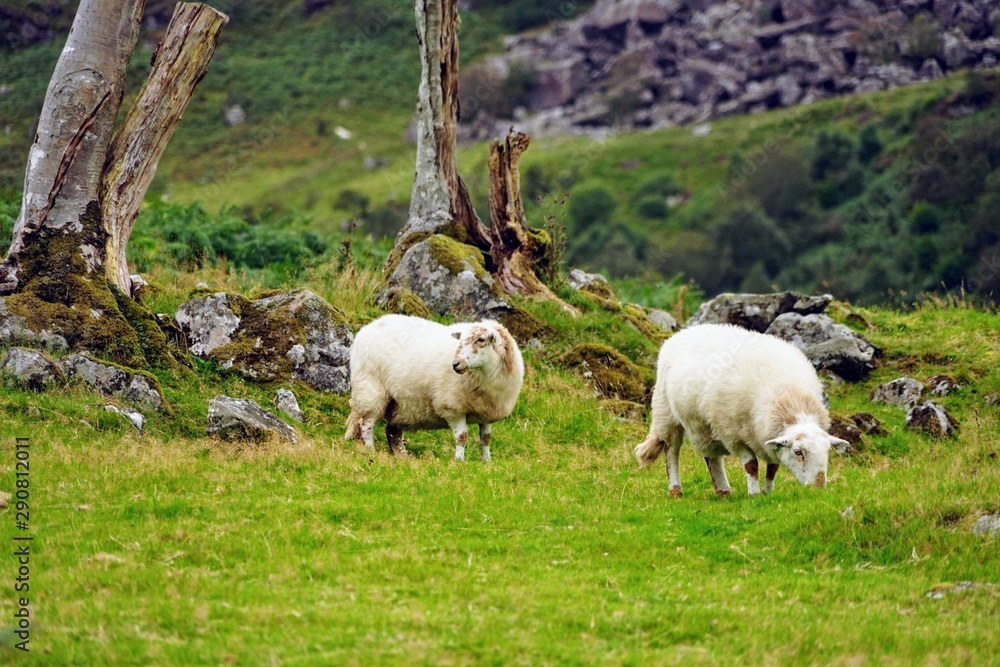 Obraz premium Sheep Grazing in a Pasutre