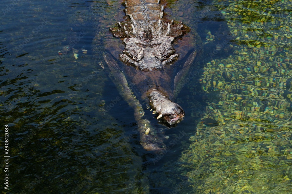 Images of captive alligators and crocodiles from Alligator Adventure in Myrtle Beach, S.C.
