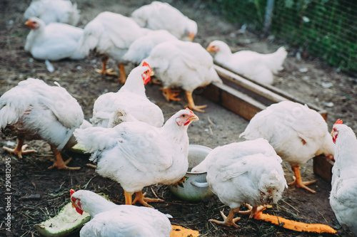 white hens on the farm. chickens. bird flu