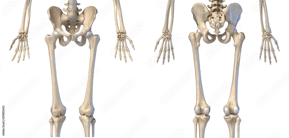 Human Anatomy, hip, limbs and hands skeleton. Front and back views.