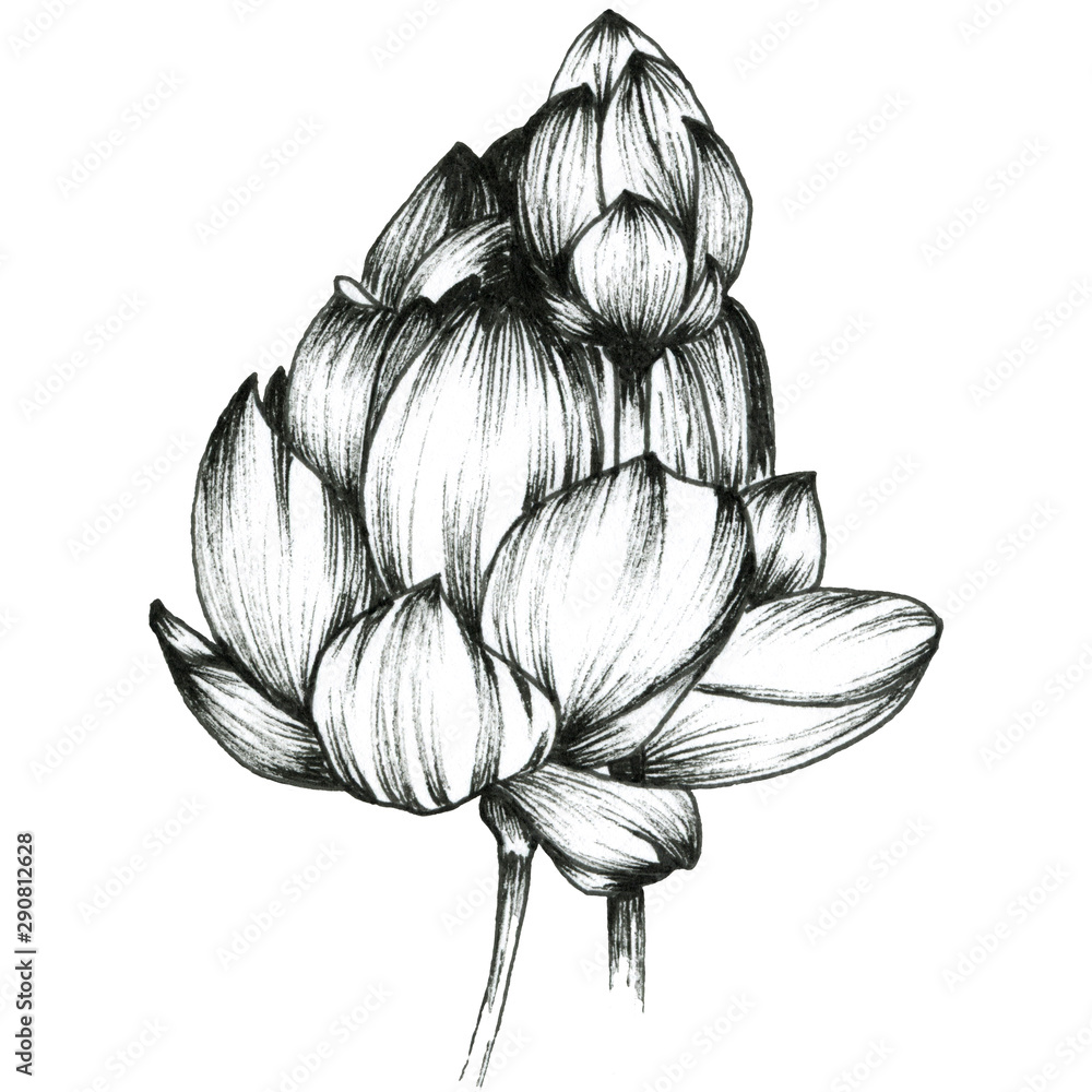 Lotus Lotus