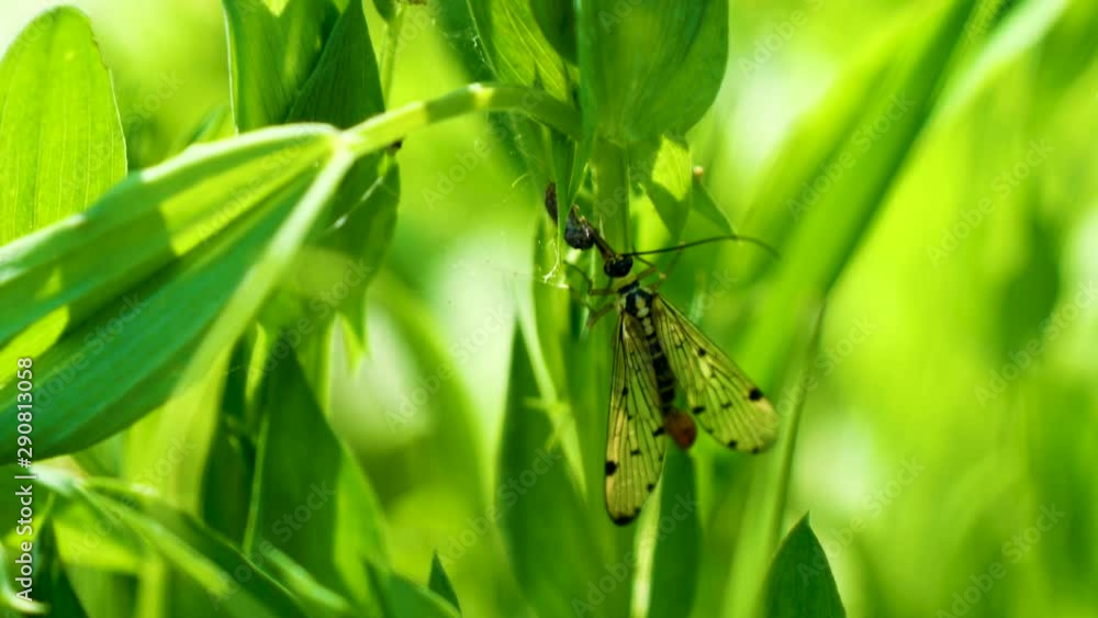 insecte sur une branche verte en train de manger un autre insecte insecte sur une branche verte en train de manger un autre insecte