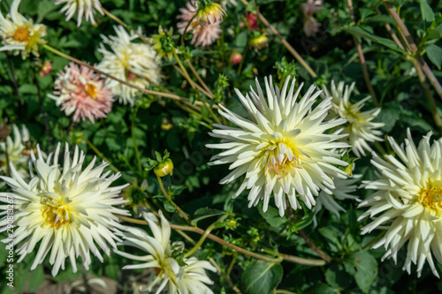 Beautiful white and yellow flower in the garden. Summertime in   sterlen  Sweden.