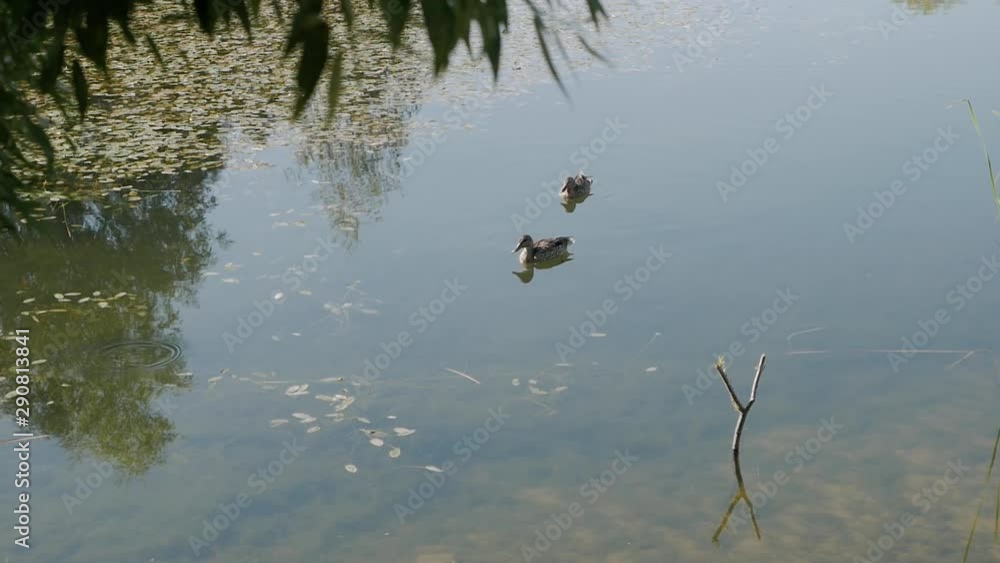 Two charming ducks swim on the water surface of the autumn lake in a beautiful park.