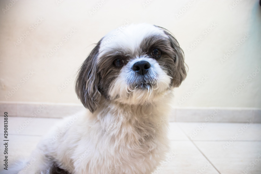 portrait of a dog in front of white background portrait of a dog in front of white background
