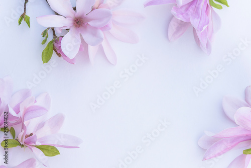Beautiful pink magnolia flowers on the white background with copy space