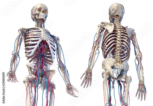 Human skeleton with veins and arteries. 3/4 upper part, Front and back sides. photo