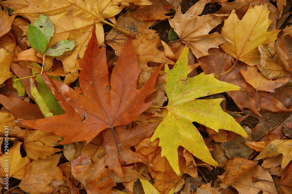 fallen autumn leaves. yellow leaves on the ground and branches fallen autumn leaves. yellow leaves on the ground and branches