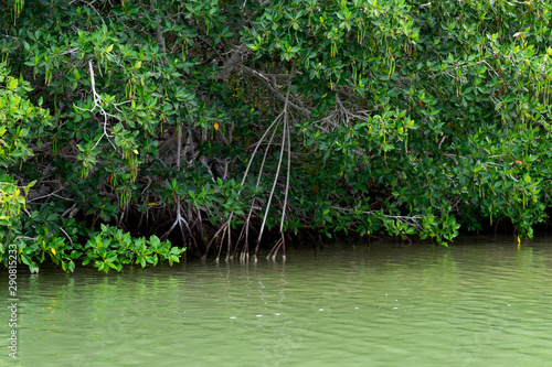 Mangrove swamp at  Yucatan