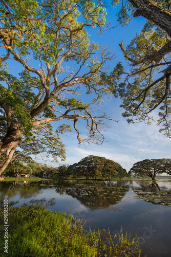 tank, trees, environment, scene, island, exotic, tropical, srilankan, tissamaharama, thissamaharamaya, rural, tourism, lankan, landmarks, landscape, lake, nature, summer, outdoor, green, travel, water photo