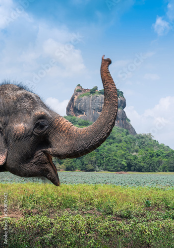 Принти на полотні Elephant near Sigiriya lion rock fortress in Sigiriya, Sri Lanka