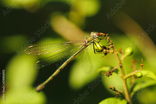 Weidenjungfer Libelle im Grünen Nahaufnahme Chalcolestes viridis