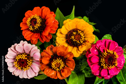 Colorful flowers of zinnia on a dark black background