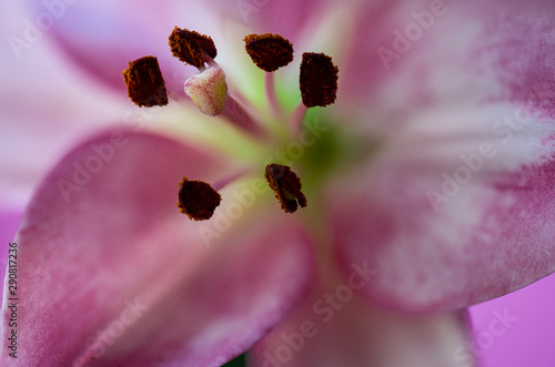 Extreme close up of pink and white lily flower on a pink and  background. photo