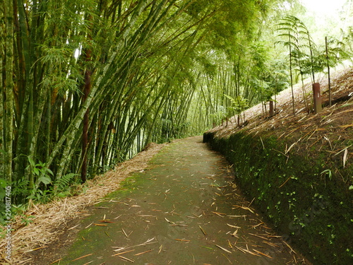 Trail in a Bamboo Forest photo