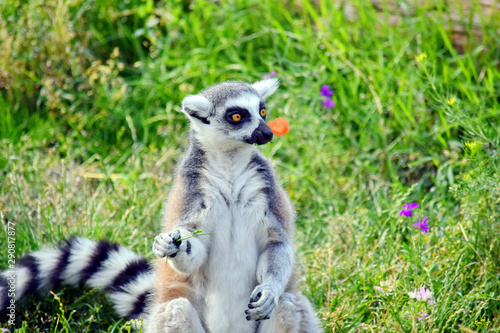 Lemur Catta Sitting and Eating Grass